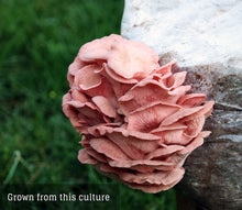 Load image into Gallery viewer, Pink Oyster (Pleurotus djamor) Liquid Culture