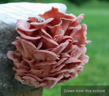 Load image into Gallery viewer, Pink Oyster (Pleurotus djamor) Liquid Culture