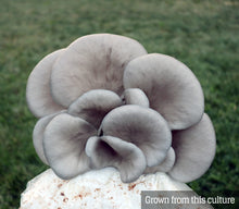 Load image into Gallery viewer, Blue Oyster (Pleurotus ostreatus) Mushroom Liquid Culture