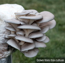 Load image into Gallery viewer, Blue Oyster (Pleurotus ostreatus) Mushroom Liquid Culture