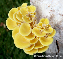 Load image into Gallery viewer, Golden Oyster (Pleurotus citrinopileatus) Mushroom Liquid Culture
