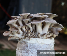 Load image into Gallery viewer, Black Pearl King (Pleurotus eryngii/ostreatus) Mushroom Liquid Culture