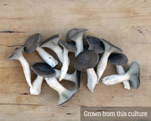 Load image into Gallery viewer, Black Pearl King (Pleurotus eryngii/ostreatus) Mushroom Liquid Culture