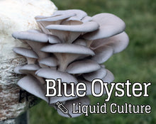 Load image into Gallery viewer, Blue Oyster (Pleurotus ostreatus) Mushroom Liquid Culture
