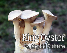 Load image into Gallery viewer, King Oyster (Pleurotus eryngii) Mushroom Liquid Culture