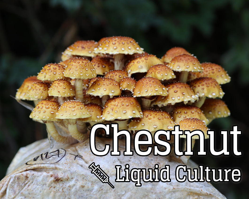 Chestnut (Pholiota adiposa) Mushroom Liquid Culture