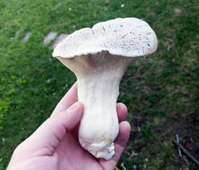 Load image into Gallery viewer, King Oyster (Pleurotus eryngii) Mushroom Liquid Culture