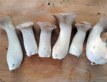 Load image into Gallery viewer, King Oyster (Pleurotus eryngii) Mushroom Liquid Culture