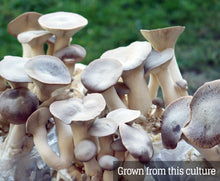 Load image into Gallery viewer, King Oyster (Pleurotus eryngii) Mushroom Liquid Culture