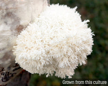 Load image into Gallery viewer, Lion's Mane (Hericium erinaceus) Mushroom Liquid Culture