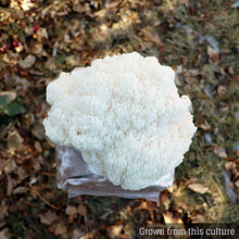 Load image into Gallery viewer, Lion's Mane (Hericium erinaceus) Mushroom Liquid Culture