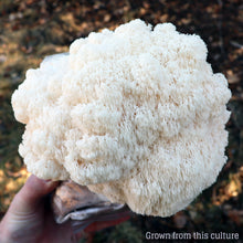 Load image into Gallery viewer, Lion's Mane (Hericium erinaceus) Mushroom Liquid Culture