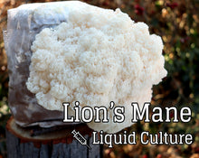 Load image into Gallery viewer, Lion's Mane (Hericium erinaceus) Mushroom Liquid Culture