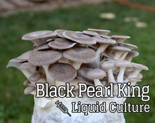 Load image into Gallery viewer, Black Pearl King (Pleurotus eryngii/ostreatus) Mushroom Liquid Culture