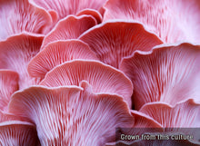 Load image into Gallery viewer, Pink Oyster (Pleurotus djamor) Liquid Culture