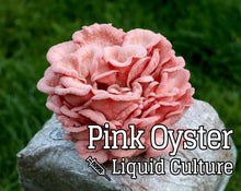 Load image into Gallery viewer, Pink Oyster (Pleurotus djamor) Liquid Culture