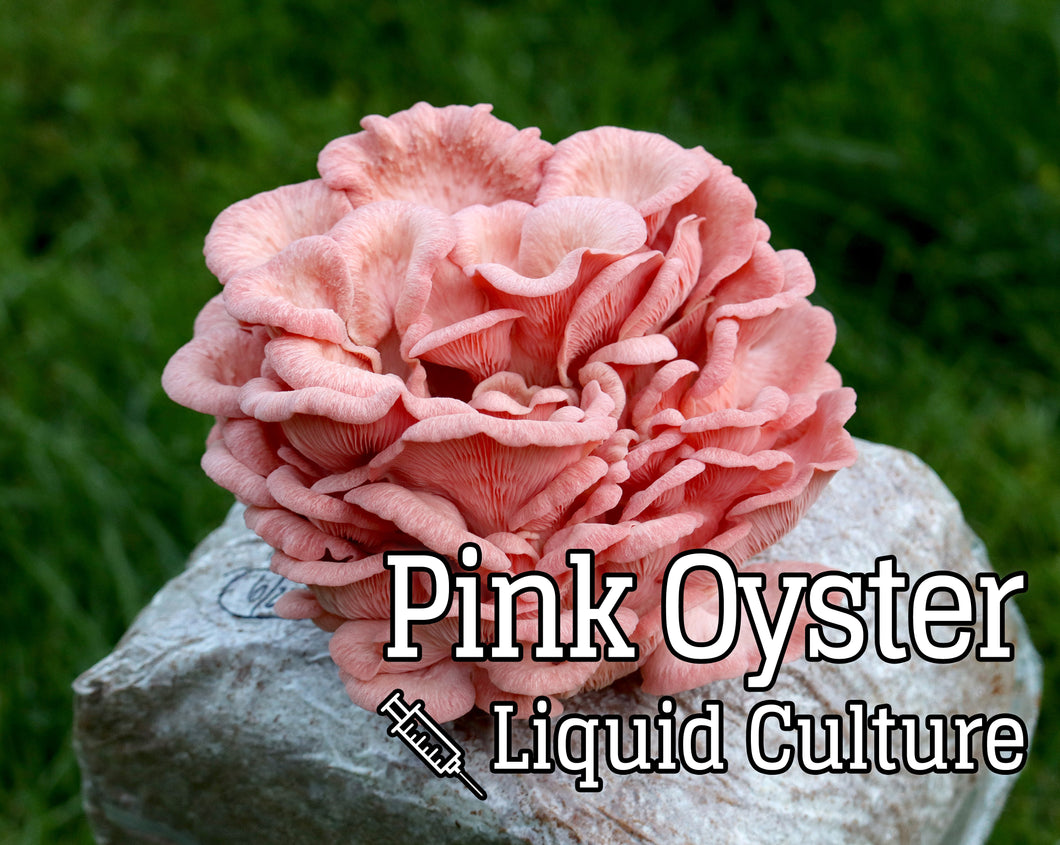 Pink Oyster (Pleurotus djamor) Liquid Culture