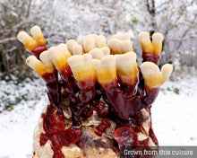 Load image into Gallery viewer, Reishi (Ganoderma Sessile) Mushroom Liquid Culture