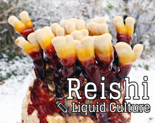 Load image into Gallery viewer, Reishi (Ganoderma Sessile) Mushroom Liquid Culture