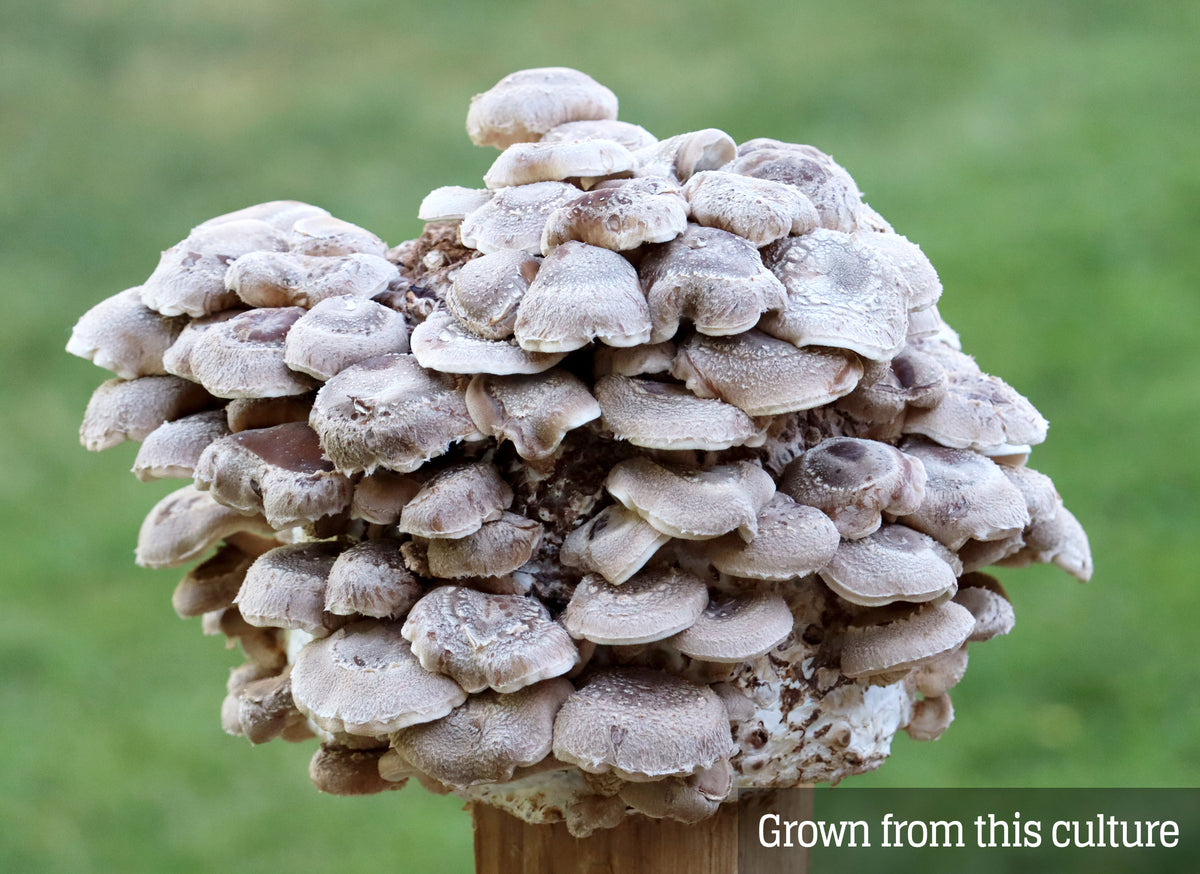 Shiitake (Lentinula edodes) – Fungiperfect