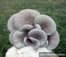 Load image into Gallery viewer, Blue Oyster (Pleurotus ostreatus) Mushroom Liquid Culture
