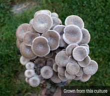 Load image into Gallery viewer, Black Pearl King (Pleurotus eryngii/ostreatus) Mushroom Liquid Culture
