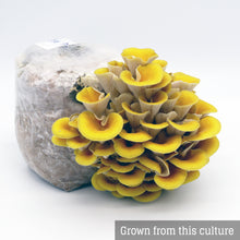 Load image into Gallery viewer, Golden Oyster (Pleurotus citrinopileatus) Mushroom Liquid Culture
