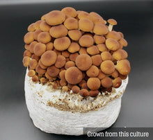 Load image into Gallery viewer, Black Poplar/Piopinno (Agrocybe aegerita) Mushroom Liquid Culture
