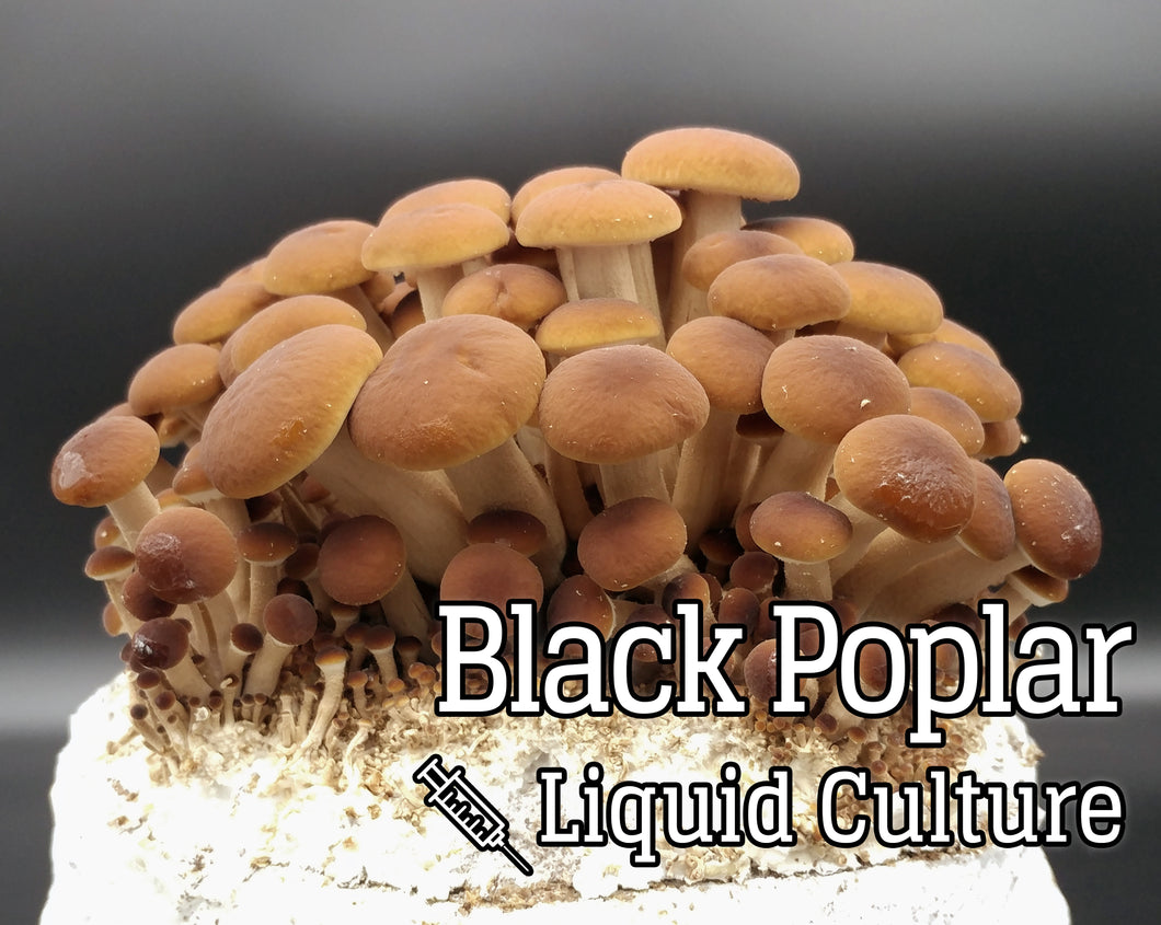 Black Poplar/Piopinno (Agrocybe aegerita) Mushroom Liquid Culture
