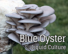 Load image into Gallery viewer, Blue Oyster (Pleurotus ostreatus) Mushroom Liquid Culture
