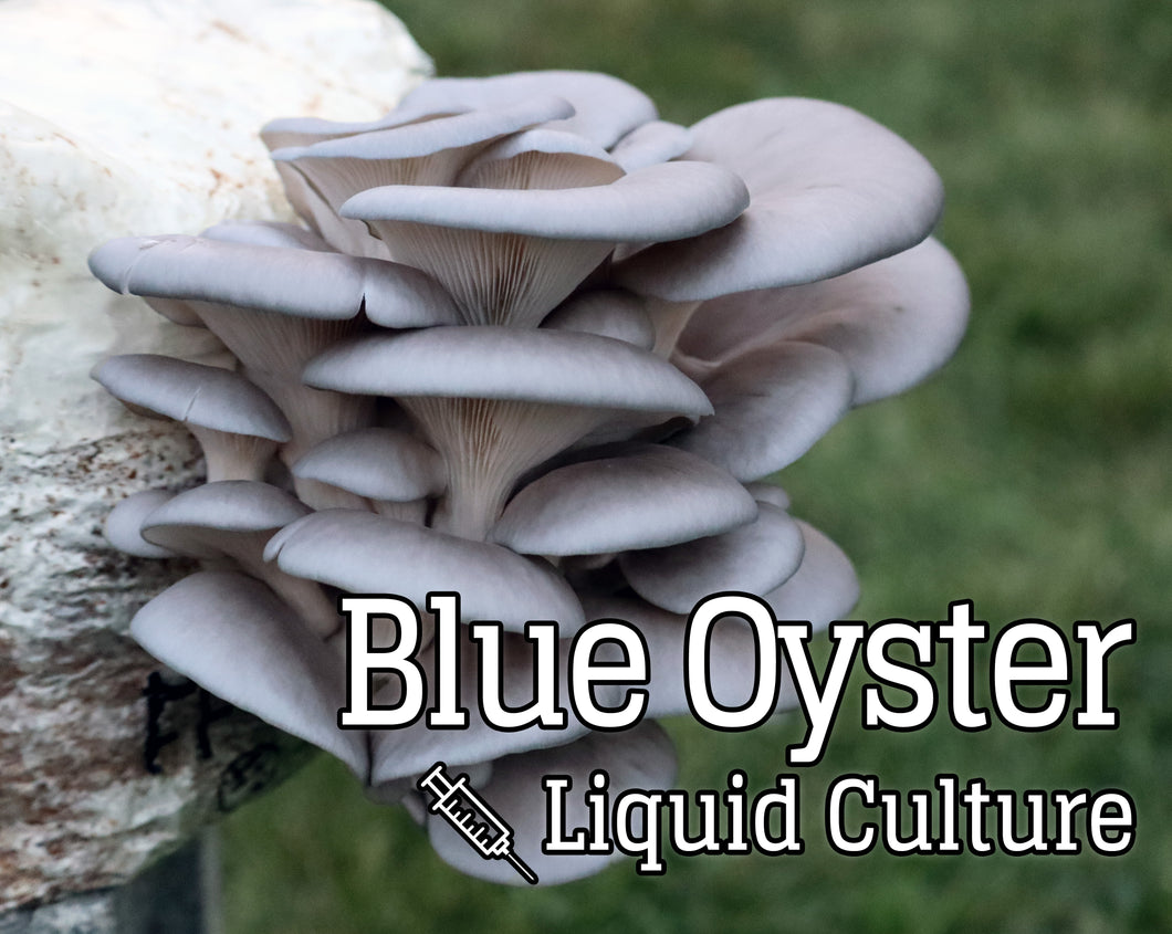 Blue Oyster (Pleurotus ostreatus) Mushroom Liquid Culture
