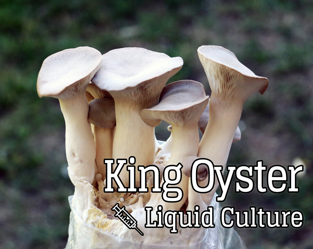 King Oyster (Pleurotus eryngii) Mushroom Liquid Culture