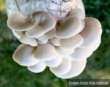 Load image into Gallery viewer, Elm Oyster (Pleurotus ulmarius) Mushroom Liquid Culture
