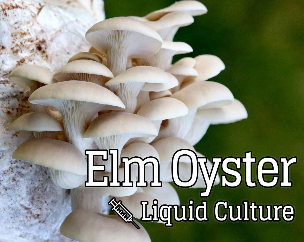 Elm Oyster (Pleurotus ulmarius) Mushroom Liquid Culture