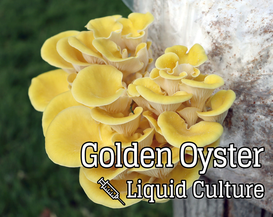 Golden Oyster (Pleurotus citrinopileatus) Mushroom Liquid Culture