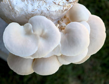 Load image into Gallery viewer, Elm Oyster (Pleurotus ulmarius) Mushroom Liquid Culture
