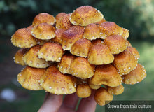Load image into Gallery viewer, Chestnut (Pholiota adiposa) Mushroom Liquid Culture
