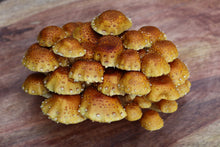 Load image into Gallery viewer, Chestnut (Pholiota adiposa) Mushroom Liquid Culture

