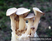 Load image into Gallery viewer, King Oyster (Pleurotus eryngii) Mushroom Liquid Culture
