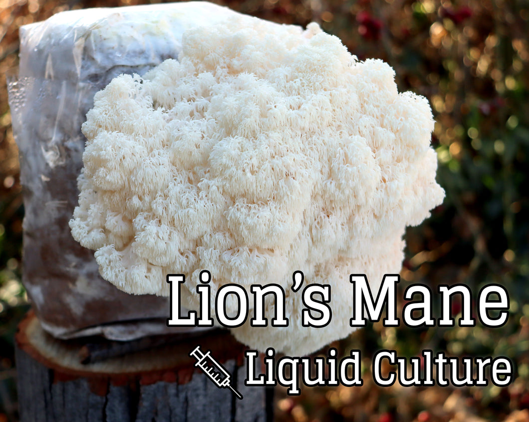 Lion's Mane (Hericium erinaceus) Mushroom Liquid Culture