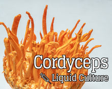 Load image into Gallery viewer, Cordyceps (Cordyceps militaris) Mushroom Liquid Culture
