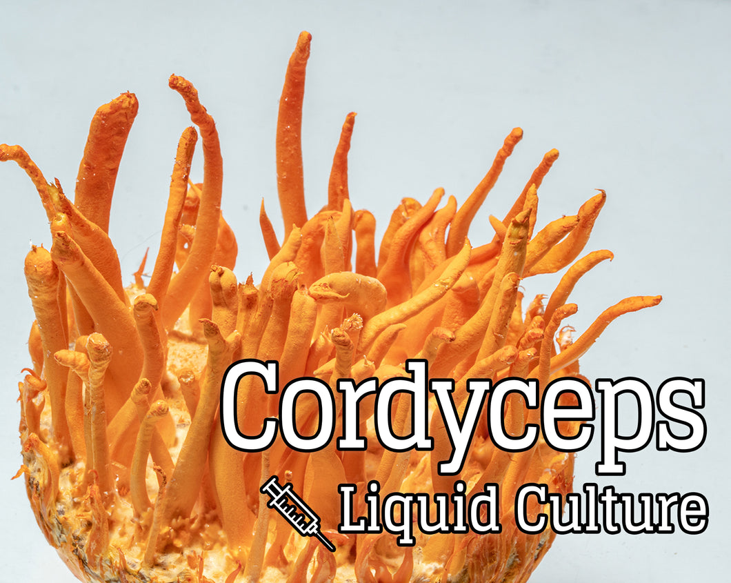 Cordyceps (Cordyceps militaris) Mushroom Liquid Culture