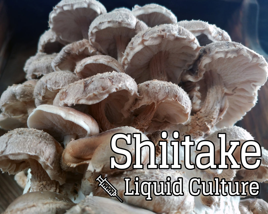 Shiitake (Lentinula edodes) Mushroom Liquid Culture