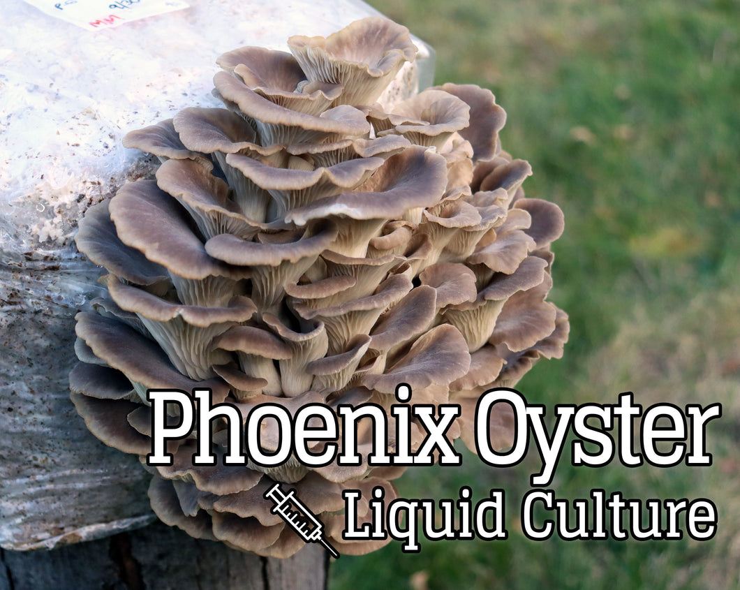 Phoenix Oyster (Pleurotus pulmonarius) Mushroom Liquid Culture