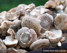 Load image into Gallery viewer, Shiitake (Lentinula edodes) Mushroom Liquid Culture
